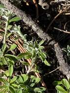 Imagem de Antennaria marginata Greene