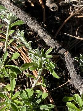 Imagem de Antennaria marginata Greene