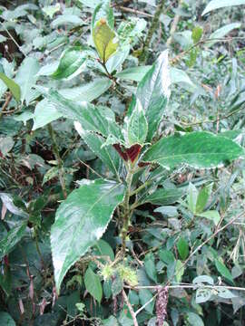 Glossoloma purpureum (L. P. Kvist & L. E. Skog) J. L. Clark的圖片