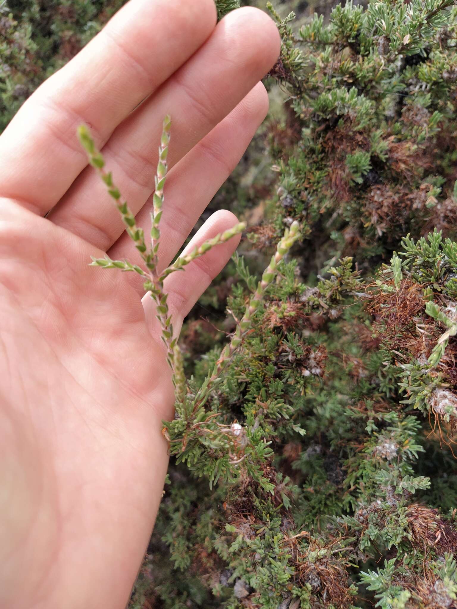 Image of Melaleuca cyrtodonta Turcz.