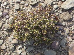 Image of Crassula expansa subsp. expansa