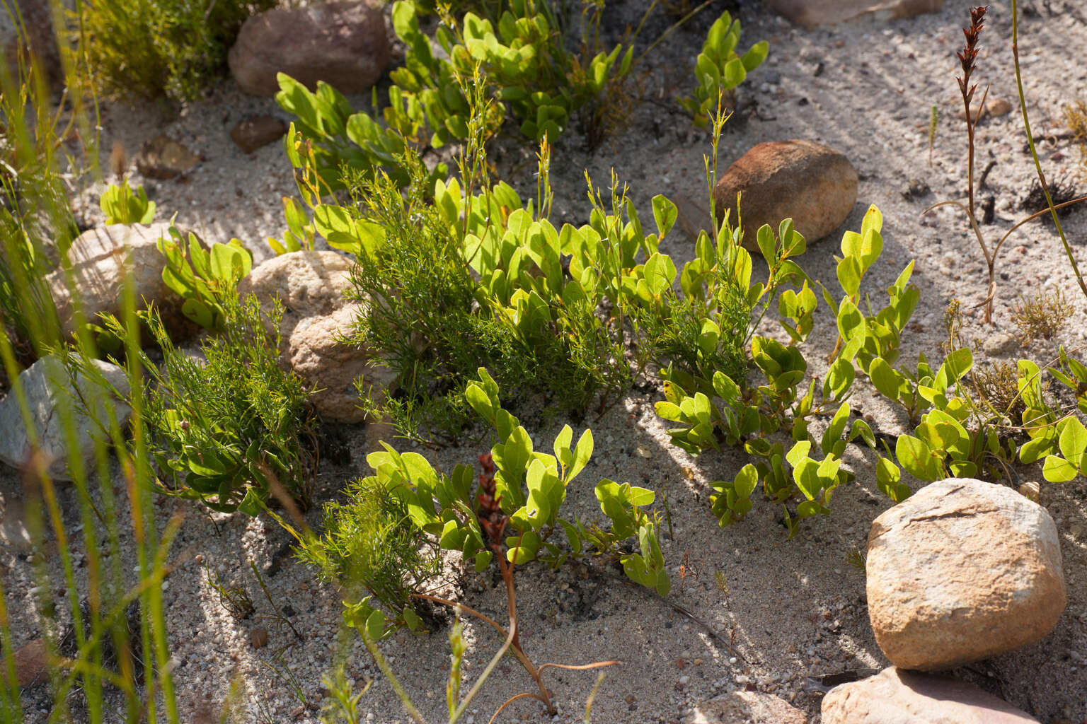 Imagem de Otholobium rotundifolium (L. fil.) C. H. Stirt.