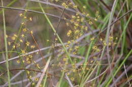 Image de Drosera geniculata