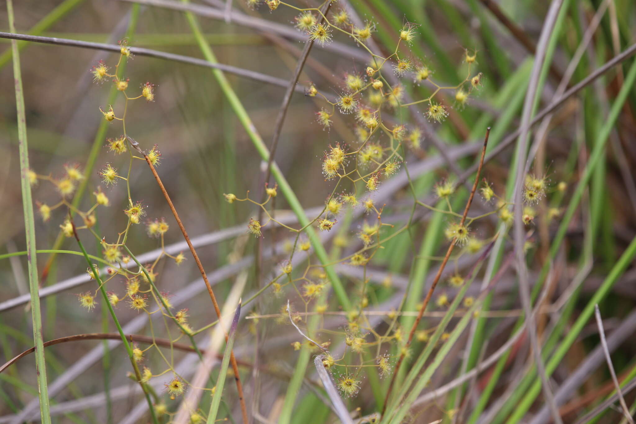 Image de Drosera geniculata