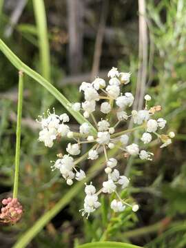 Imagem de Platysace compressa (Labill.) C. Norman