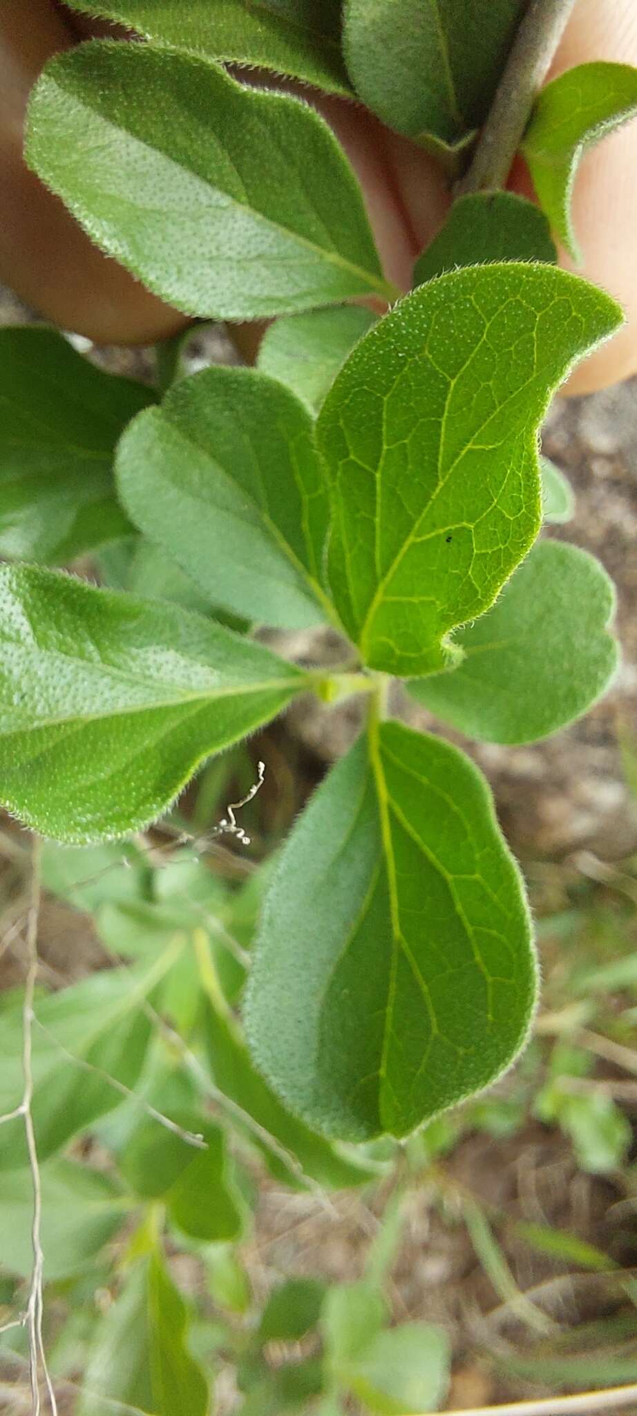 Image de Ehretia obtusifolia Hochst. ex DC.