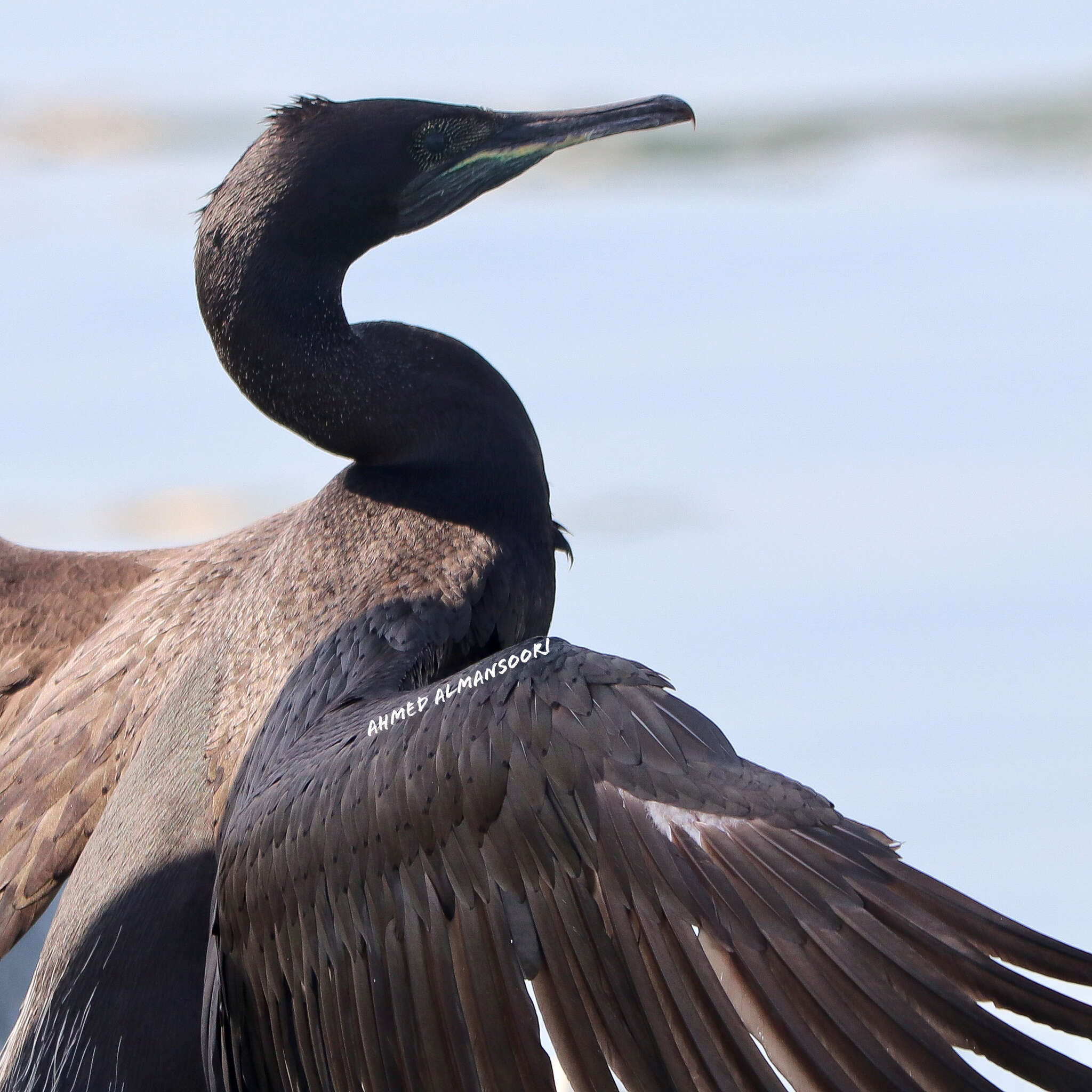 Image of Socotra Cormorant