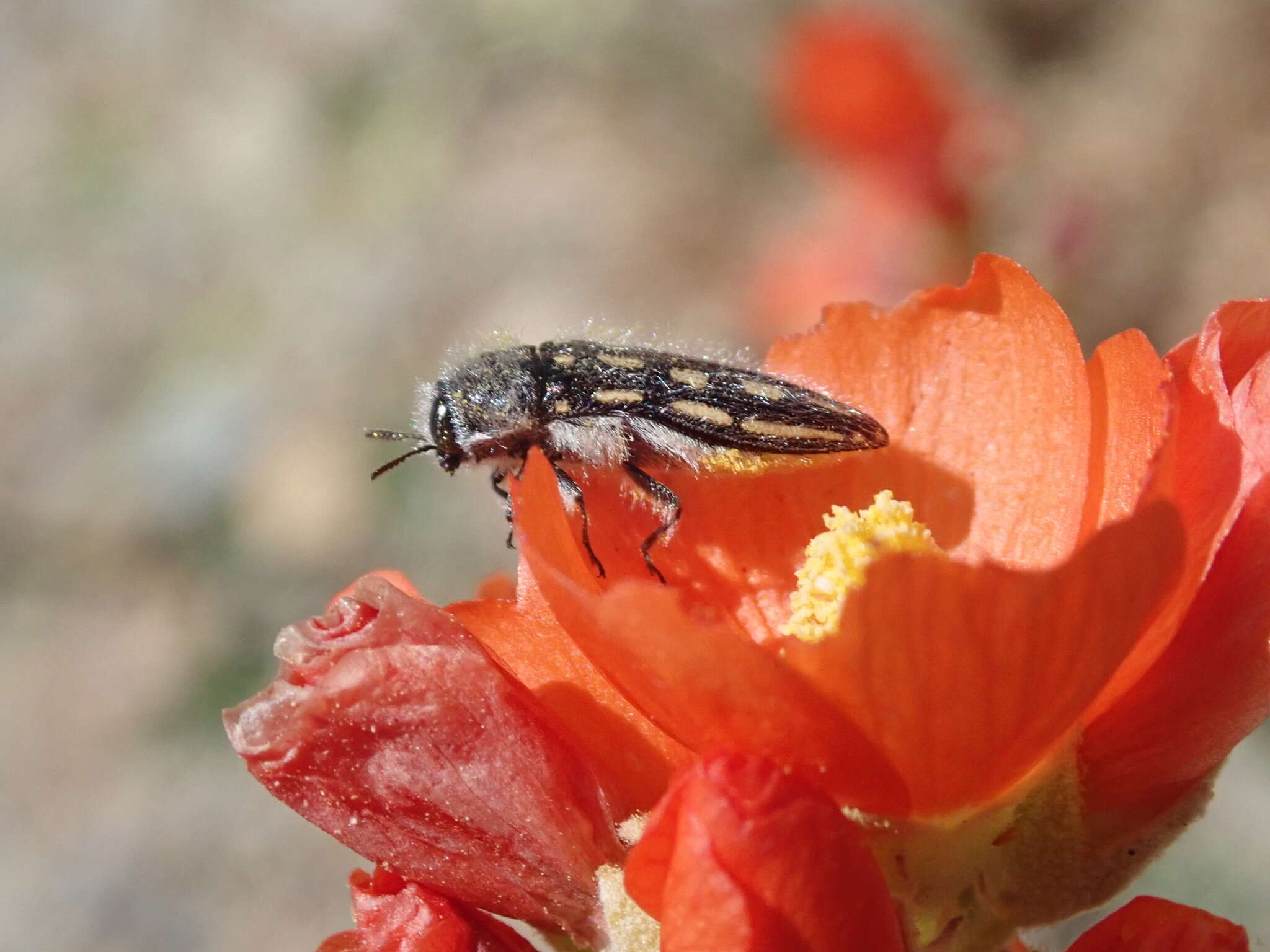 Sivun Acmaeodera pubiventris lanata Horn 1880 kuva