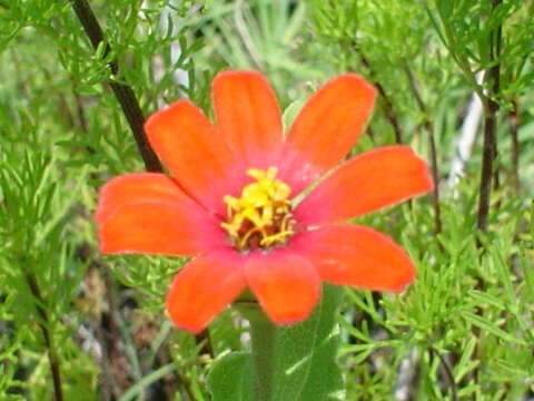 Image of Peruvian zinnia