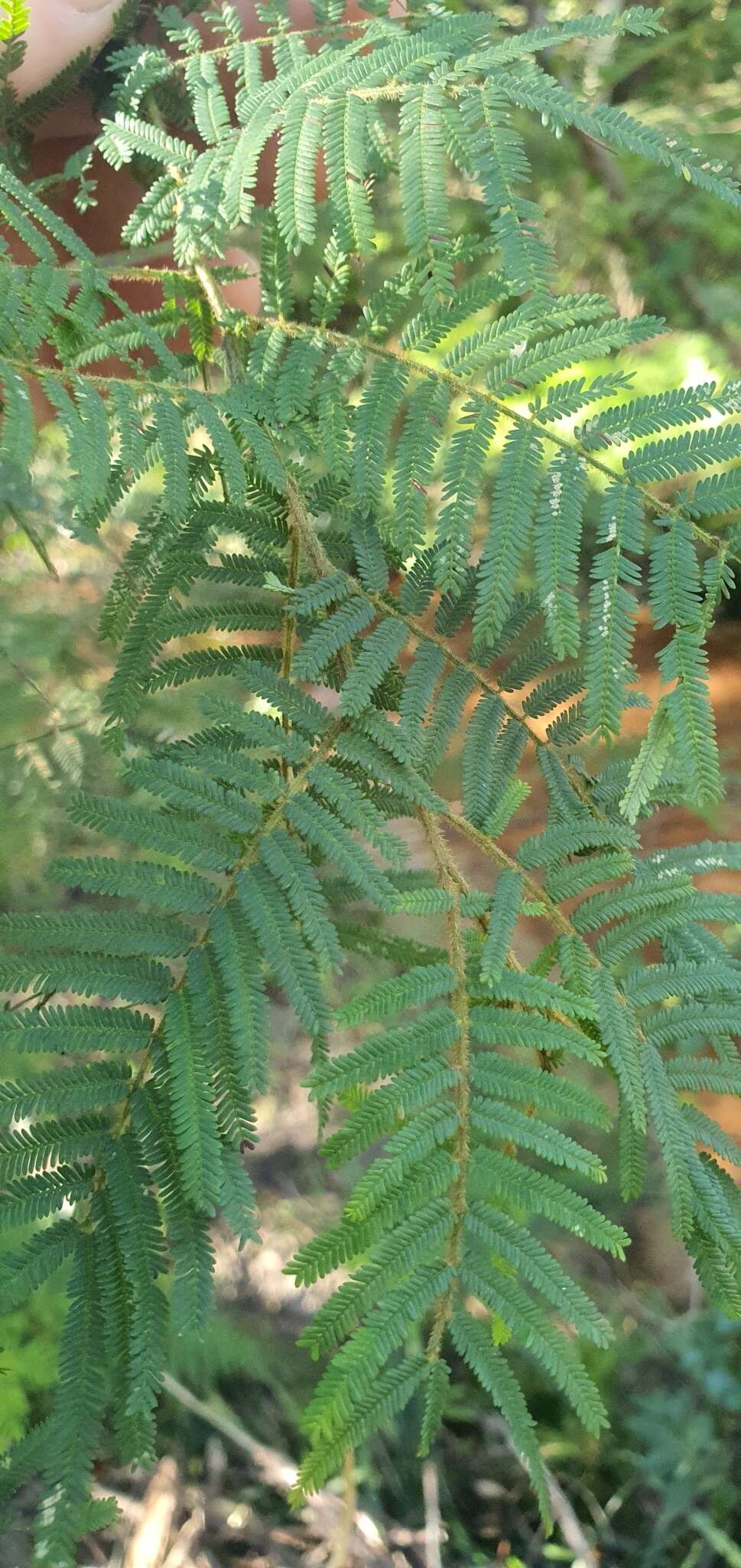 Image of Acacia oshanesii F. Muell. & Maiden