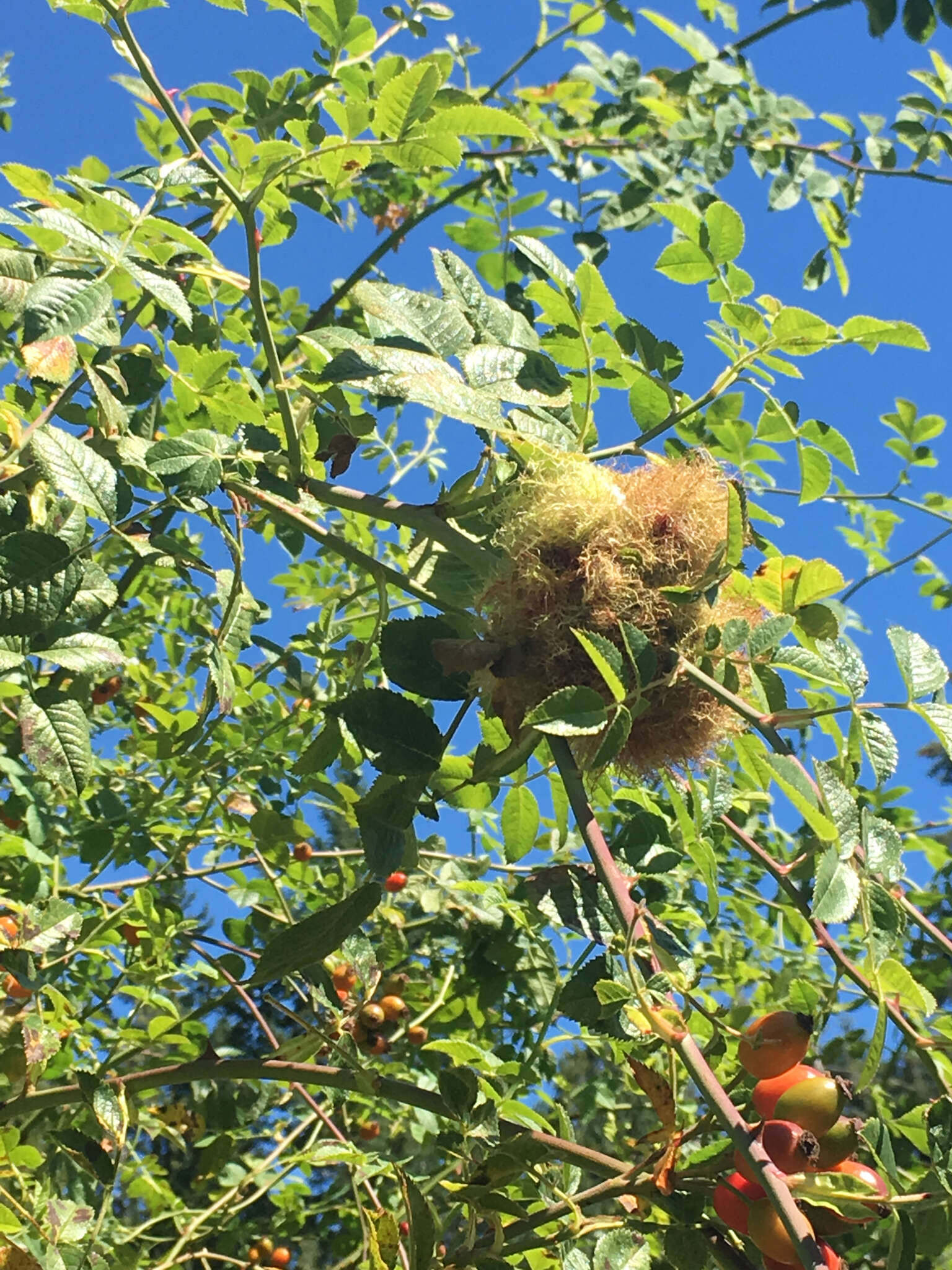 Image of Mossy Rose Gall Wasp