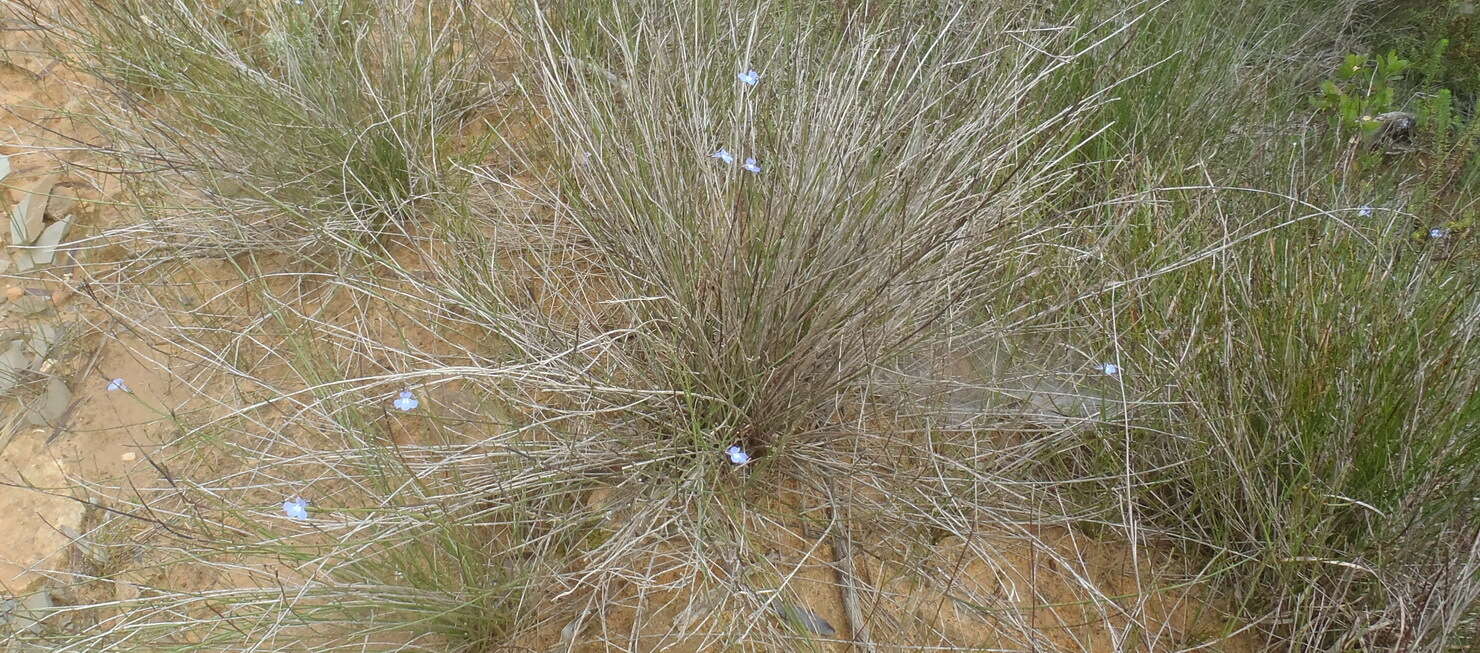 Image of Lobelia capillifolia (C. Presl) A. DC.