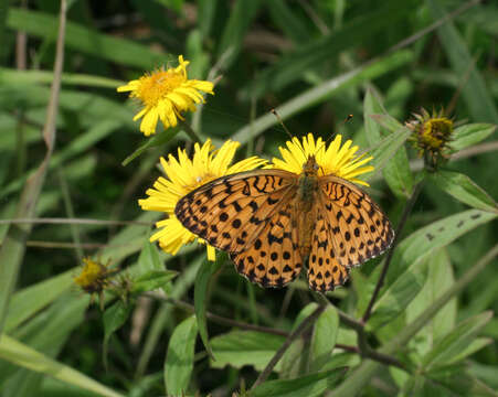 Image de Inula japonica Thunb.