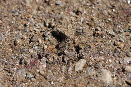 Image of Cicindela (Cicindela) maroccana Fabricius 1801