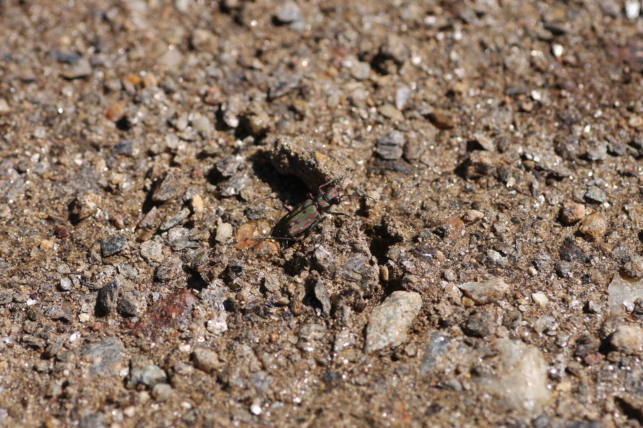 Image of Cicindela (Cicindela) maroccana Fabricius 1801