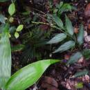 Image de Ichnanthus nemoralis (Schrad.) Hitchc. & Chase