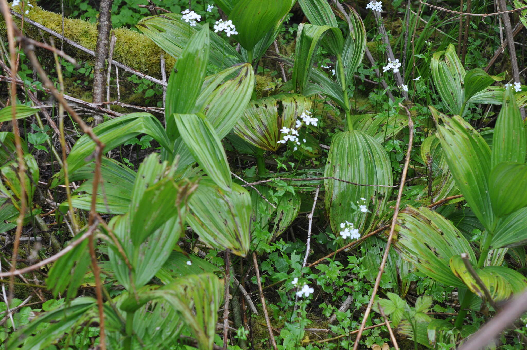 Image of Seaside Bittercress