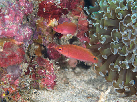 Image of Red-eye wrasse