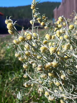 Image of Artemisia macrocephala Jacquem. ex Bess.