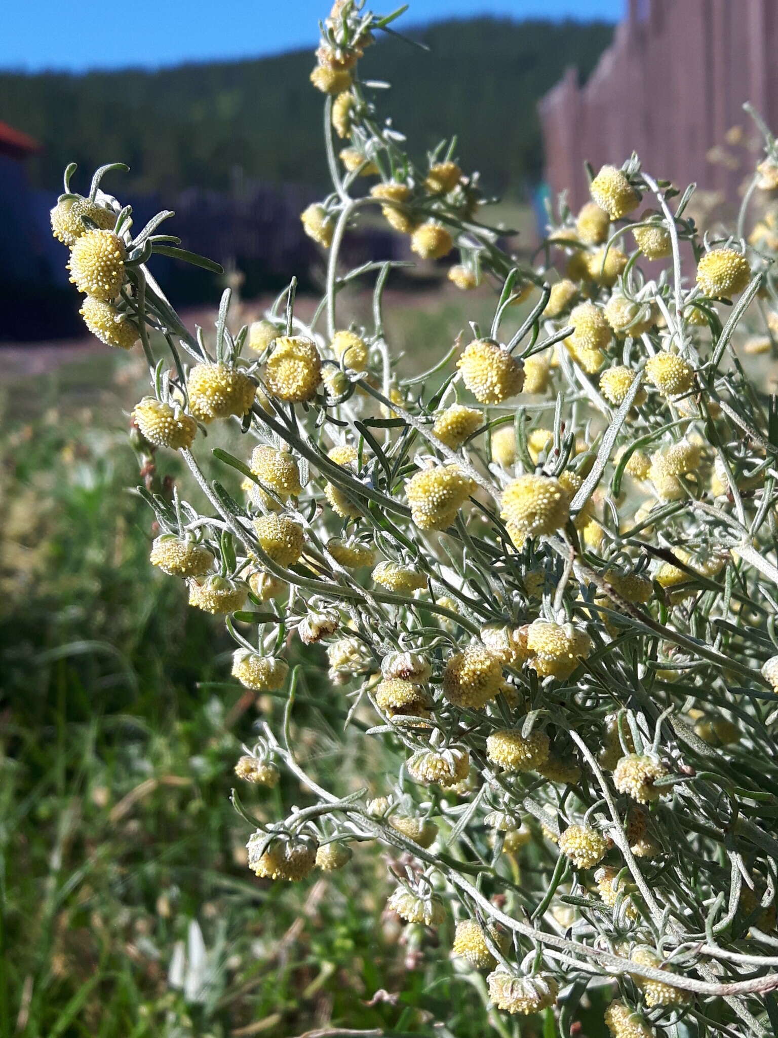 Artemisia macrocephala Jacquem. ex Bess. resmi