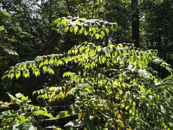 Image of devil's walkingstick