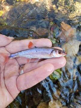 Image of Blueside Shiner