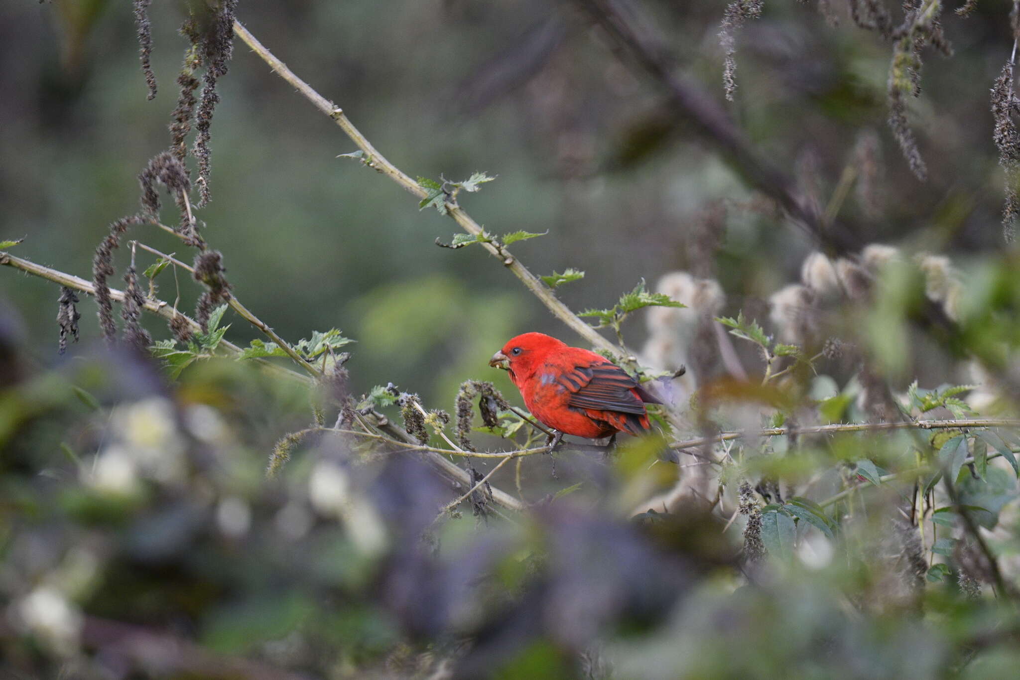 Image of Scarlet Finch