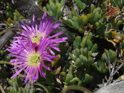 Imagem de Lampranthus falciformis var. falciformis