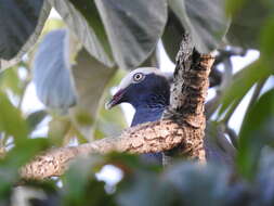 Image of White-crowned Pigeon