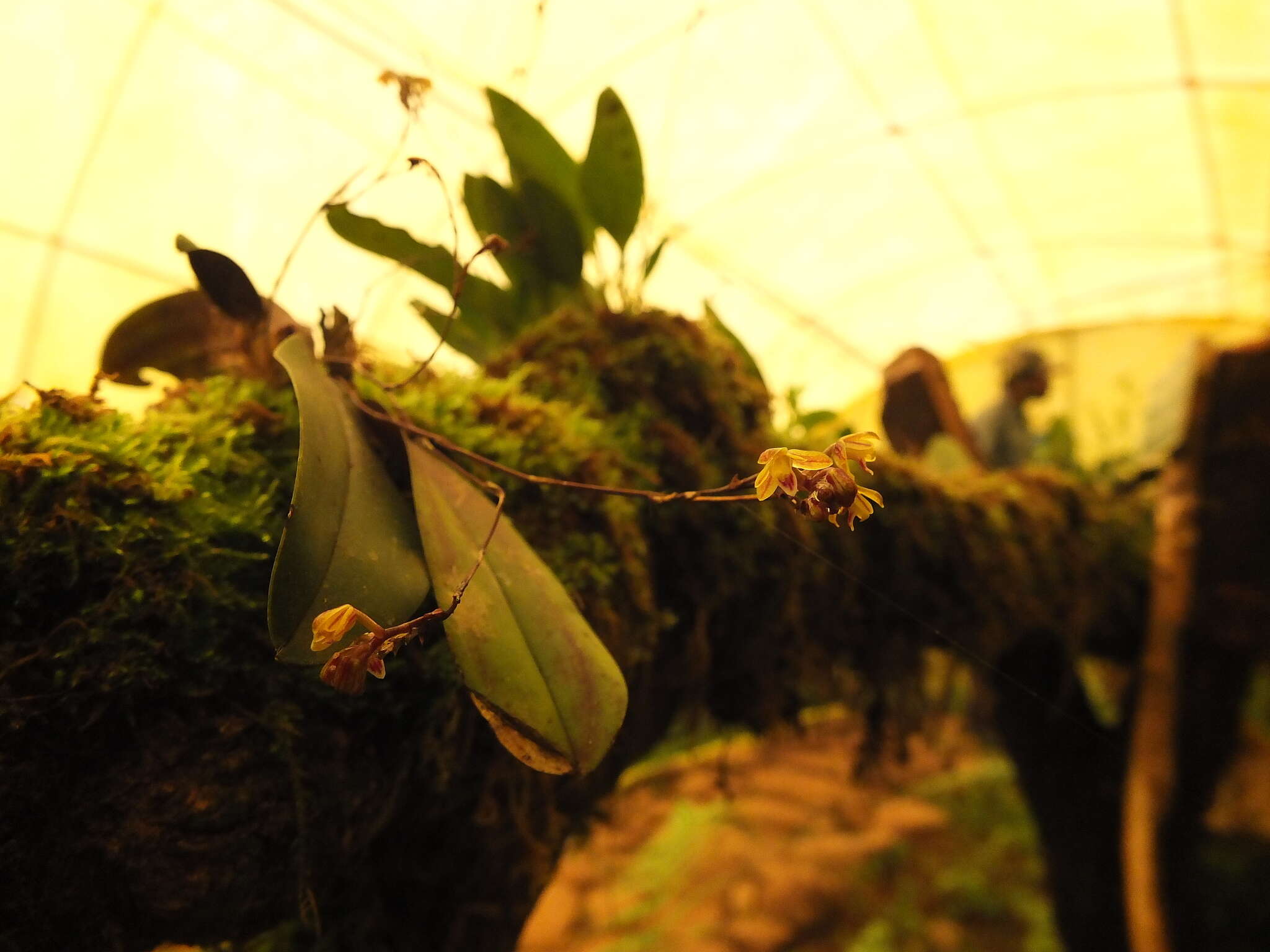 Sirhookera latifolia (Wight) Kuntze的圖片