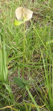 Image of Vigna vexillata var. angustifolia (Schum. & Thonn.) Baker