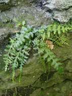 Image of spleenwort