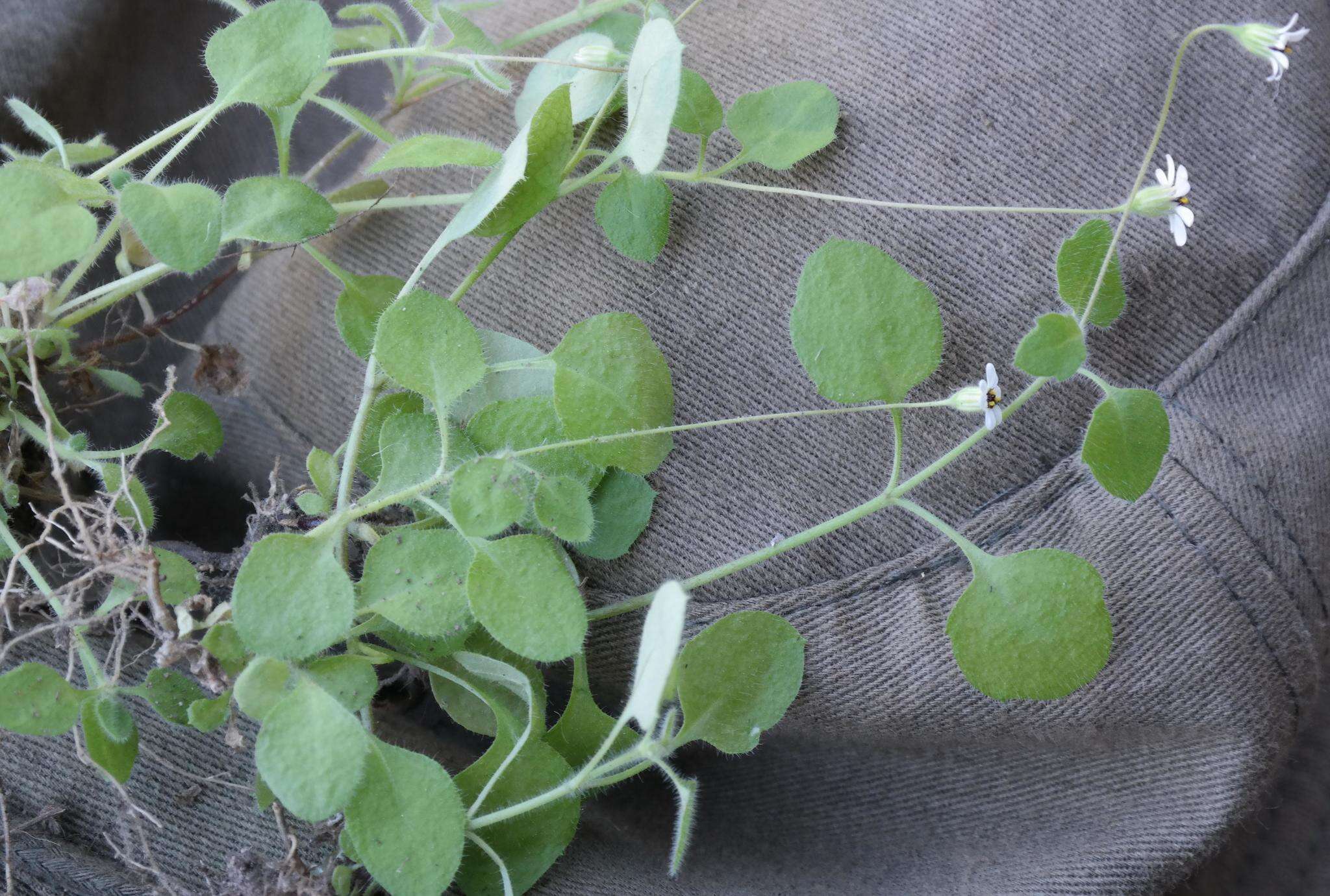 Image of Felicia cymbalariae subsp. cymbalariae