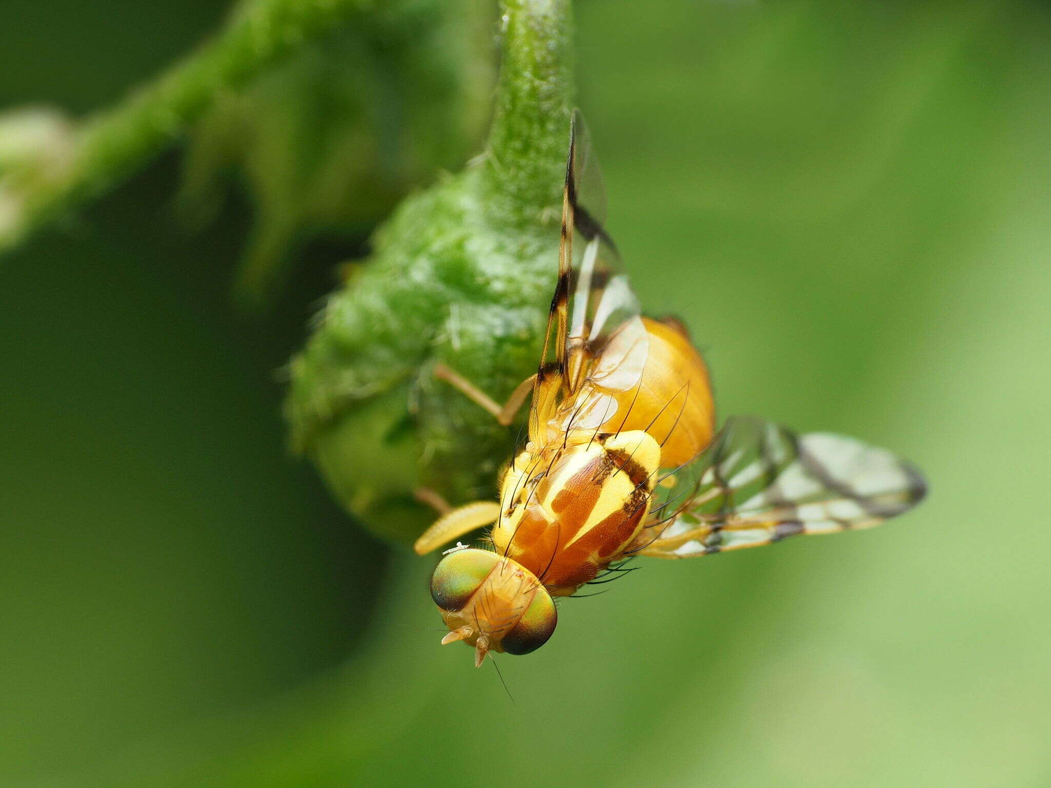 Image of Zonosemata electa (Say 1830)