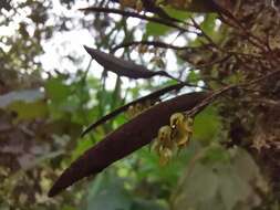 Image of Trichosalpinx blaisdellii (S. Watson) Luer