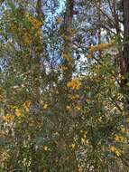 Image of Pultenaea forsythiana