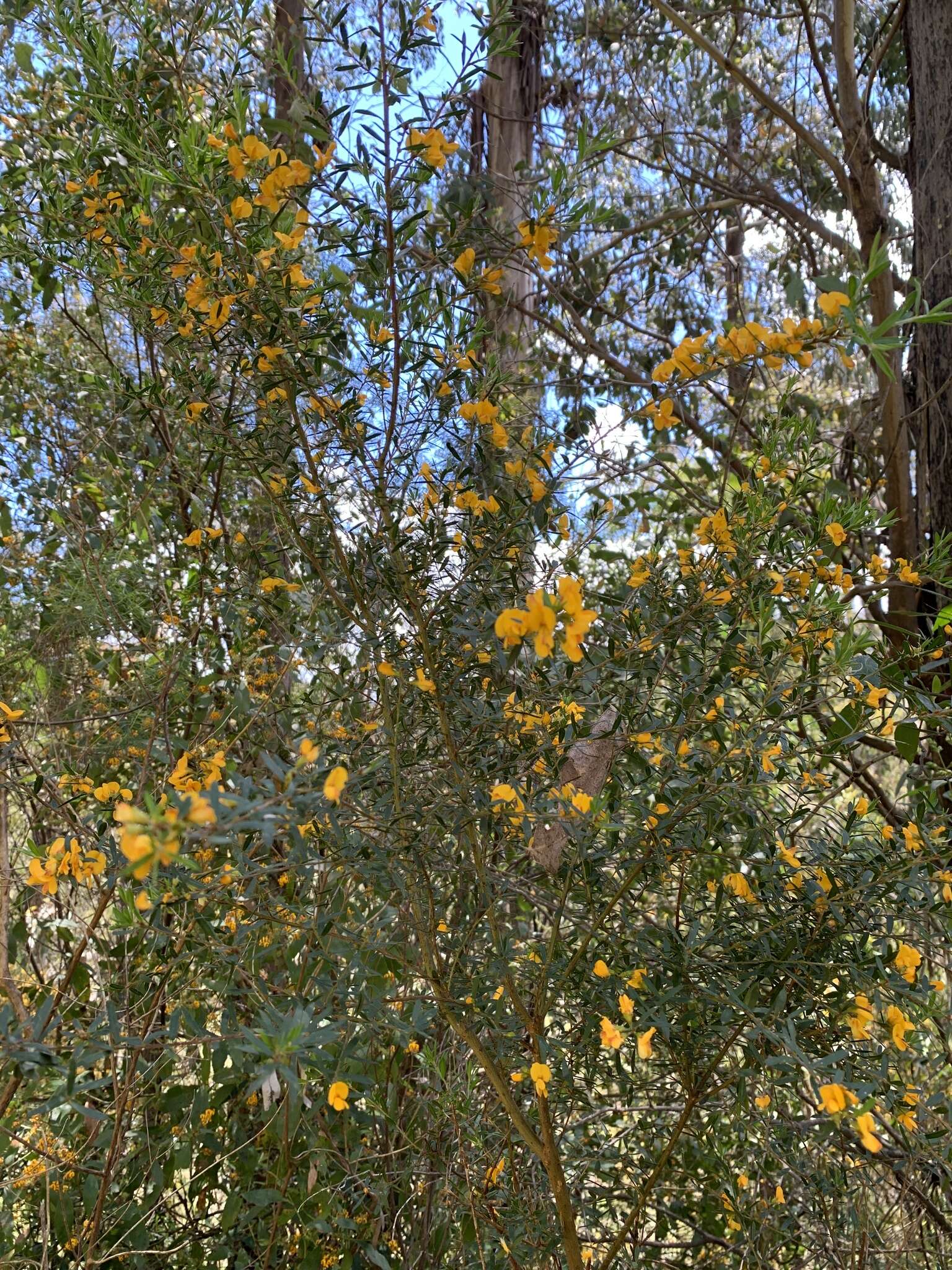 Image of Pultenaea forsythiana