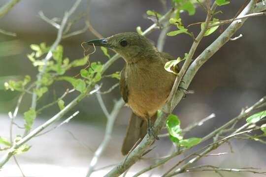 Image of Sandstone Shrike-thrush