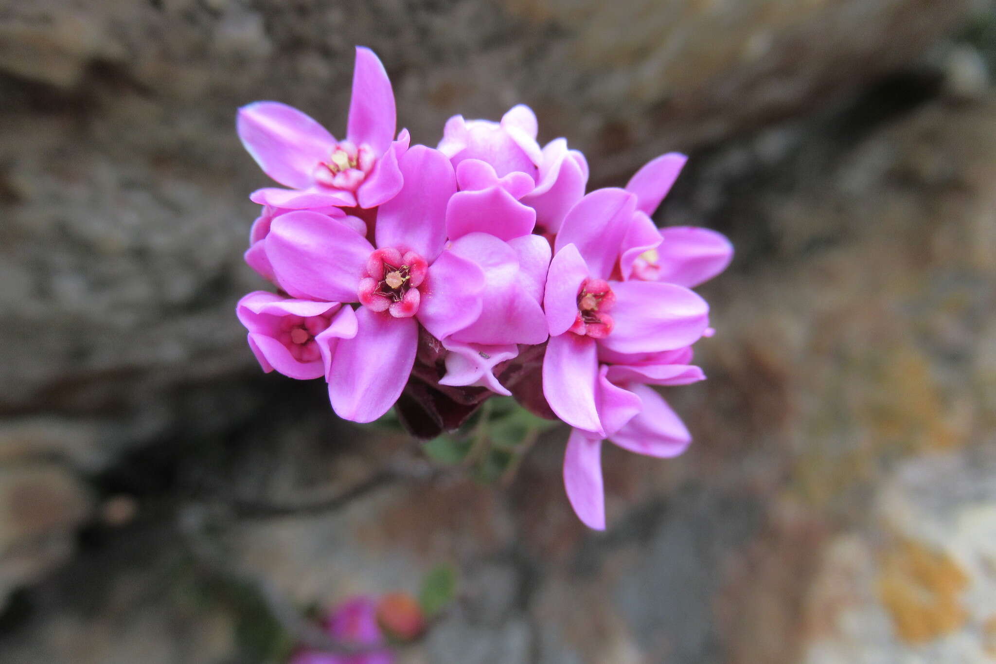 Image of Sonderothamnus petraeus (W. F. Barker) R. Dahlgr.