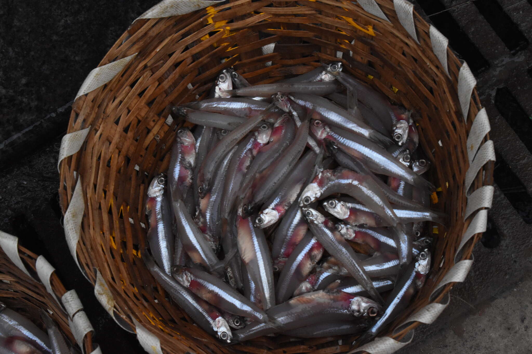 Image of Indian anchovy