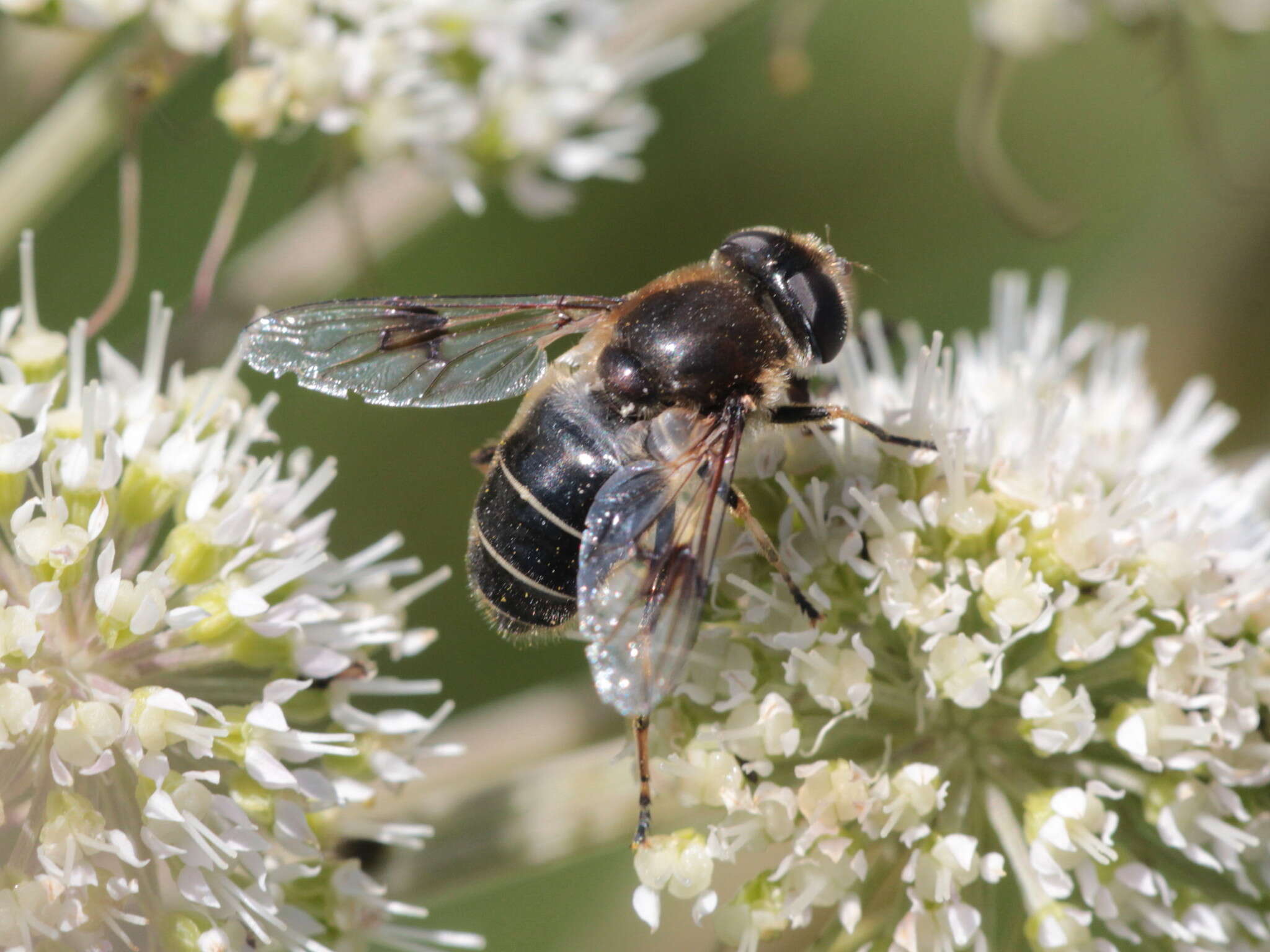 Слика од Eristalis rupium Fabricius 1805