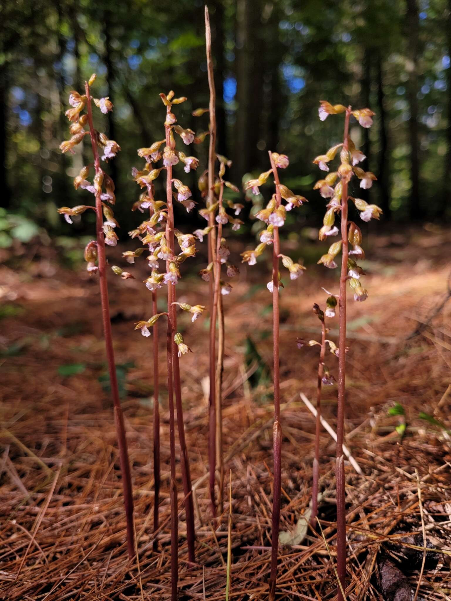 Image de Corallorhiza odontorhiza var. pringlei (Greenm.) Freudenst.