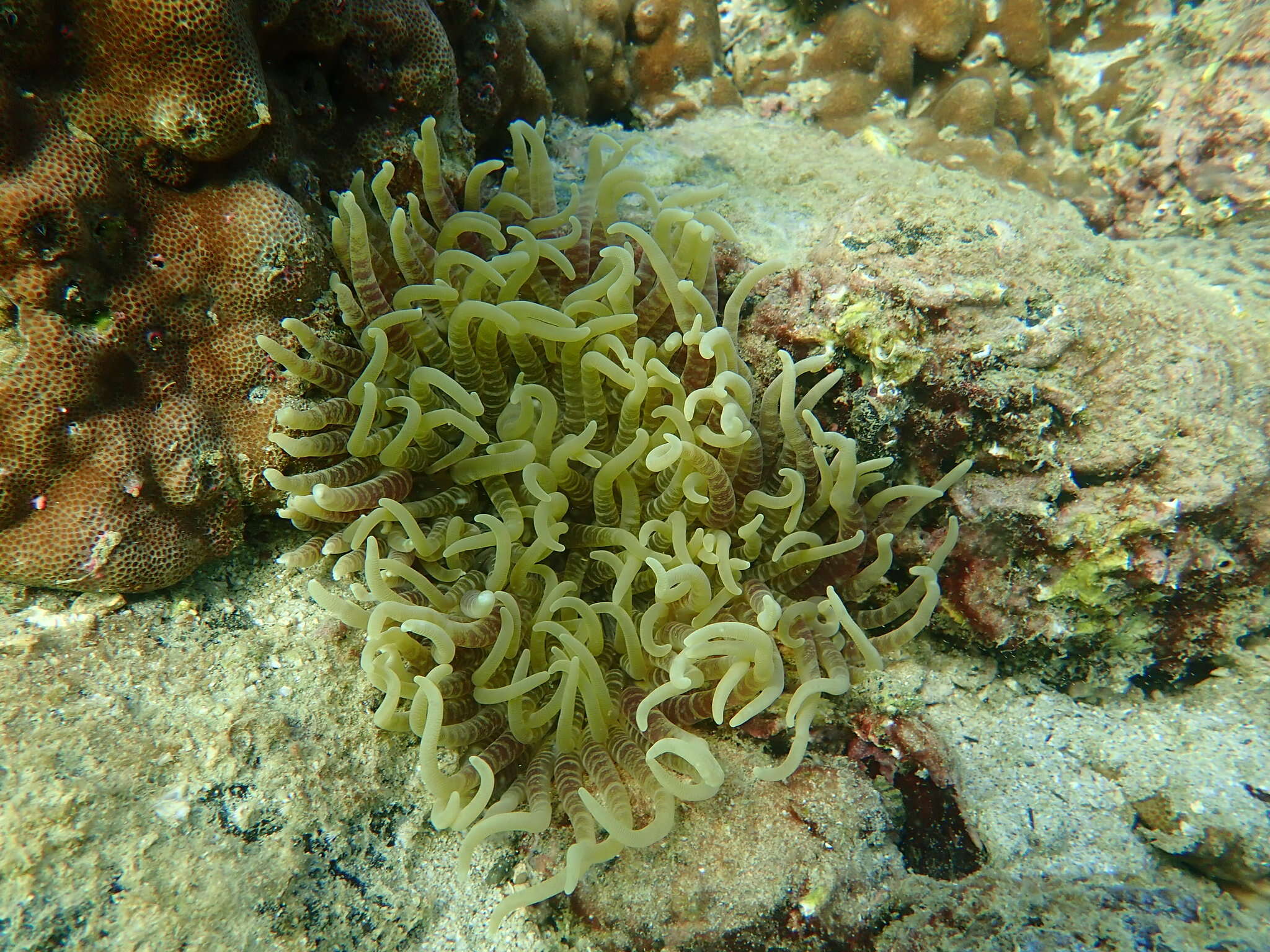 Image of Sebae Anemone