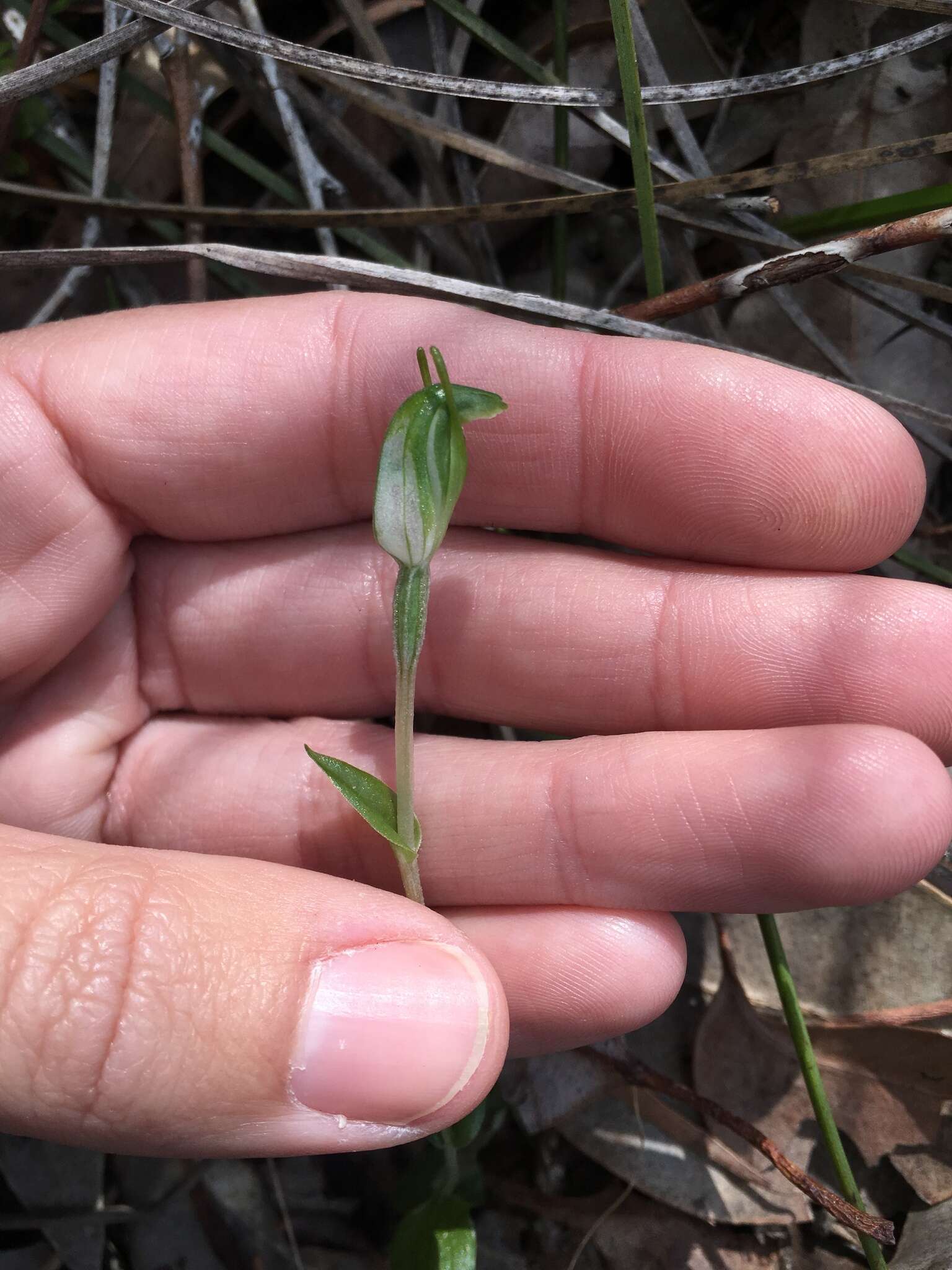 Pterostylis ectypha的圖片