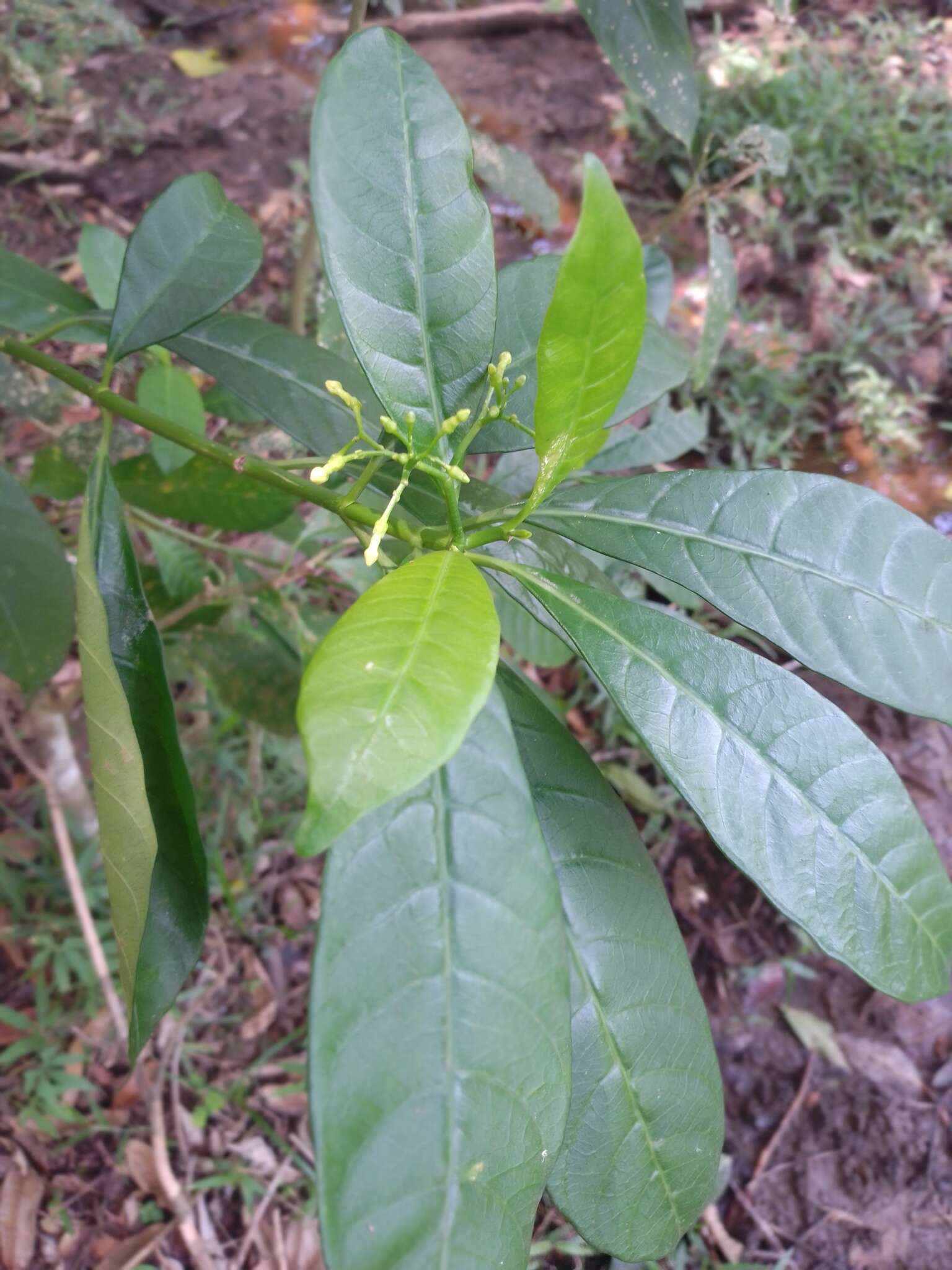 Image of Tabernaemontana amygdalifolia Jacq.