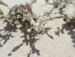 Imagem de Silene succulenta subsp. corsica (DC.) Nym.