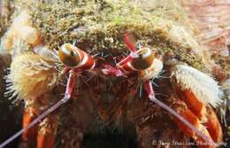 Image of Banded eyestalk hermit crab