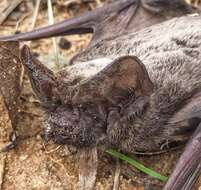 Image of Tadarine Free-tailed Bats