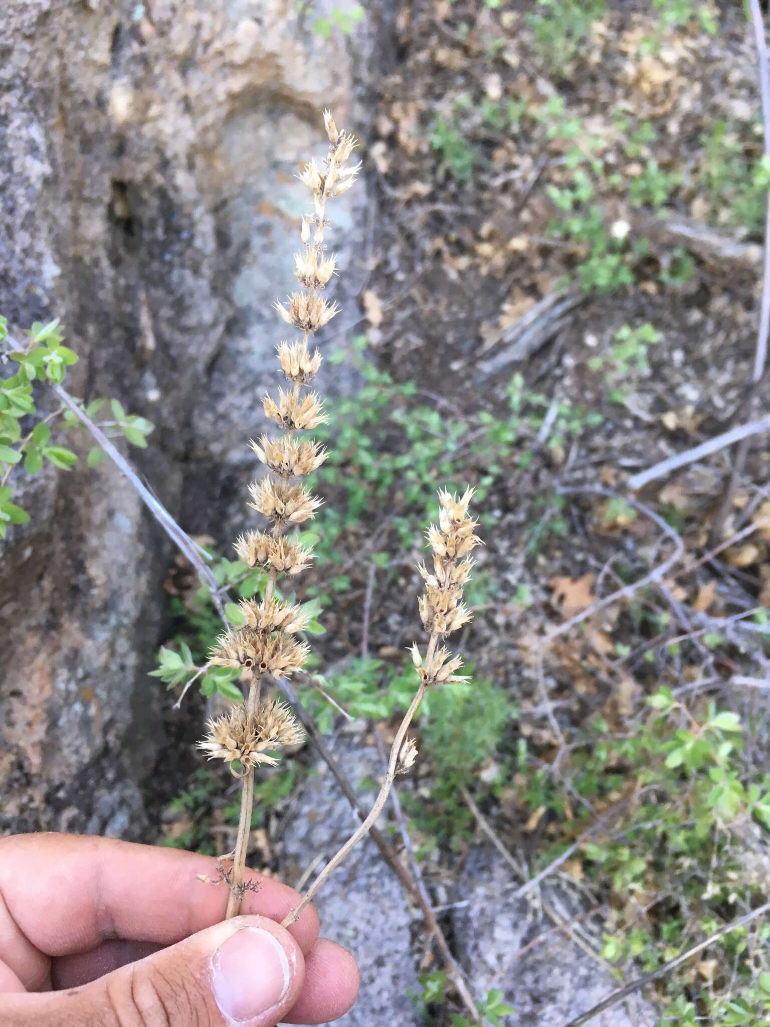 Imagem de Agastache pringlei var. verticillata (Wooton & Standl.) R. W. Sanders