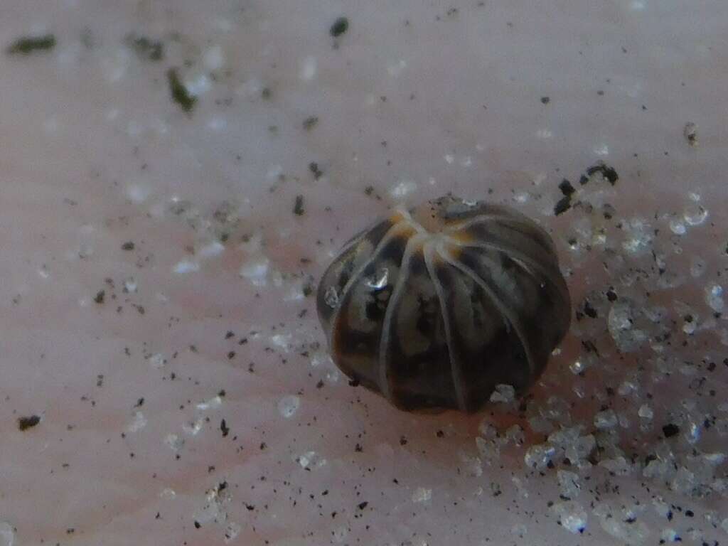 Image of Pillbug